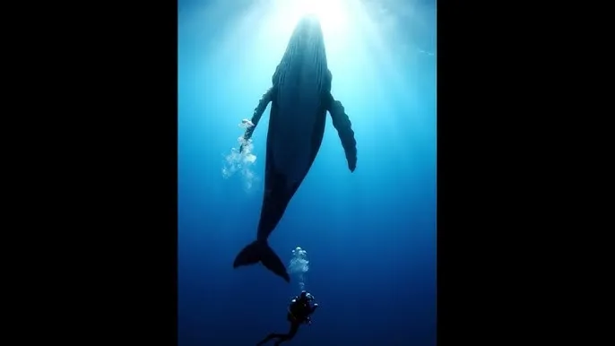 泰坦尼克号完整版在线观看 - 深蓝星球：探索海洋深处的未知世界
